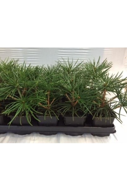 Сціадопітіс мутовчастий Sciadopitys verticillata Контейнер 0,5–3 л Висота: 15–20 см Діаметр крони: 10–15 см Вік: 3 роки